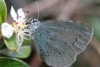 L'Azur des Nerpruns (Lpidoptre - Lycaenidae - Celastrina argiolus)